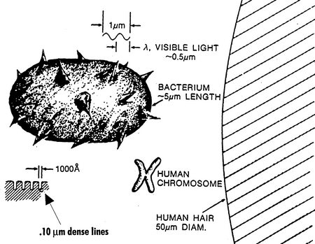 Semiconductor Bacteria and Hair